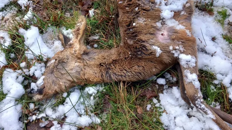 11 reeën doodgeschoten in amper 2 maanden tijd in de buurt van Linter en Zoutleeuw: "Voor de kick gedood"