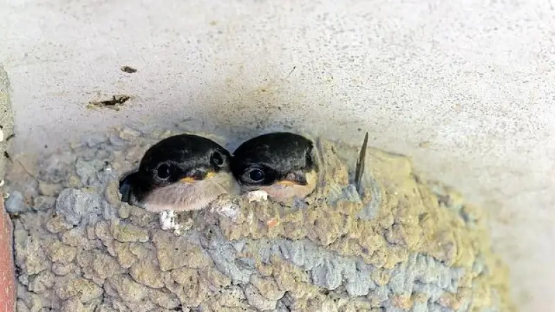 Inwoners van Huldenberg kunnen gratis nest voor huiszwaluwen aanvragen