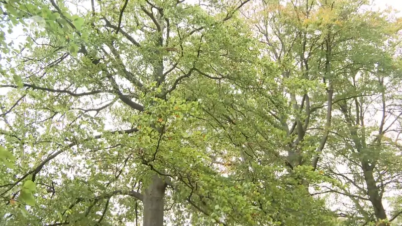 Diest behaalt doelstelling om per inwoner één boom te planten: "Voorbije 6 jaar ruim 31.000 bomen geplant"