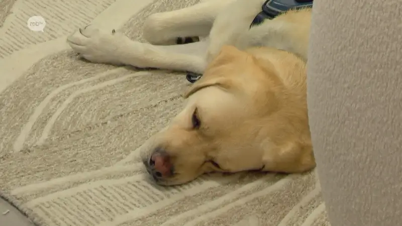 ROB Weekend Deel 1: Blindengeleidehonden
