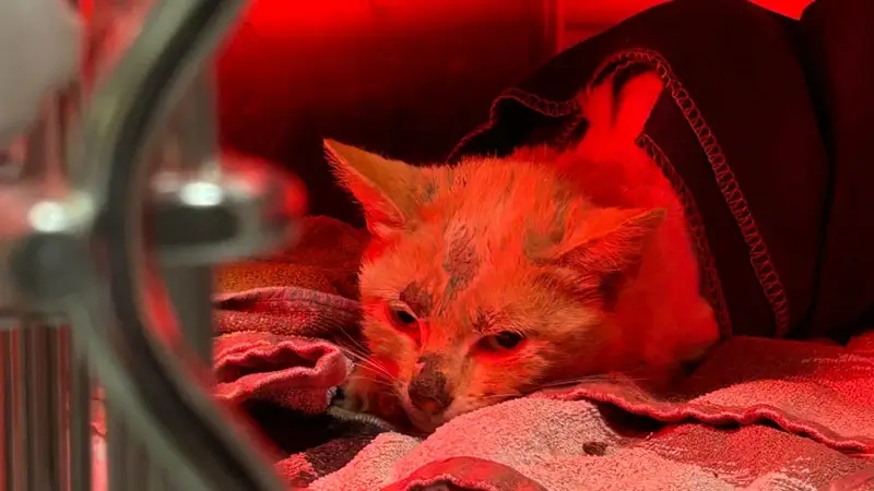 Kat Koekie overleeft val van 20 meter en zit dagenlang in waterput in Bekkevoort, Cattitude vzw vangt dier op