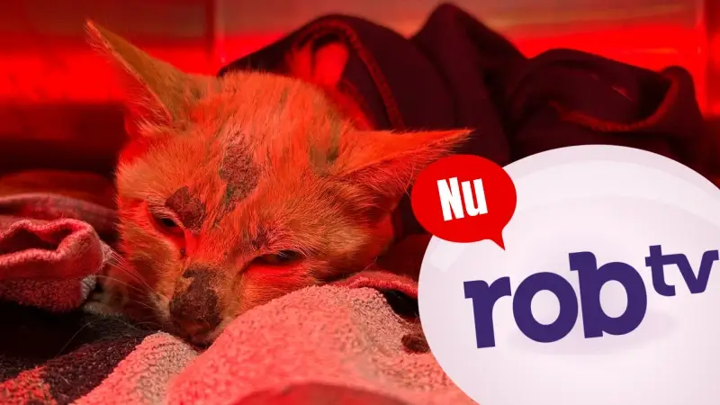 ROBtv NU: dit gebeurt er vandaag in jouw regio