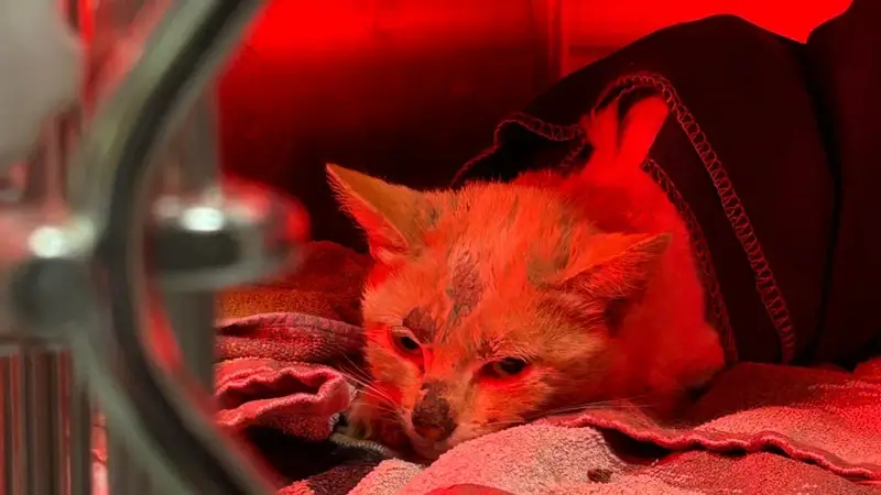 Katje Koekie na val van 20 meter in Bekkevoort aan beterhand, giften voor vzw Cattitude blijven welkom