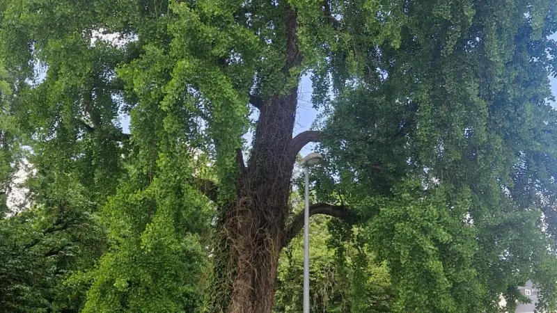 Stad Tienen wil stadspark aan Astridvest vernieuwen: "We zijn alle facetten van het park aan het bekijken"