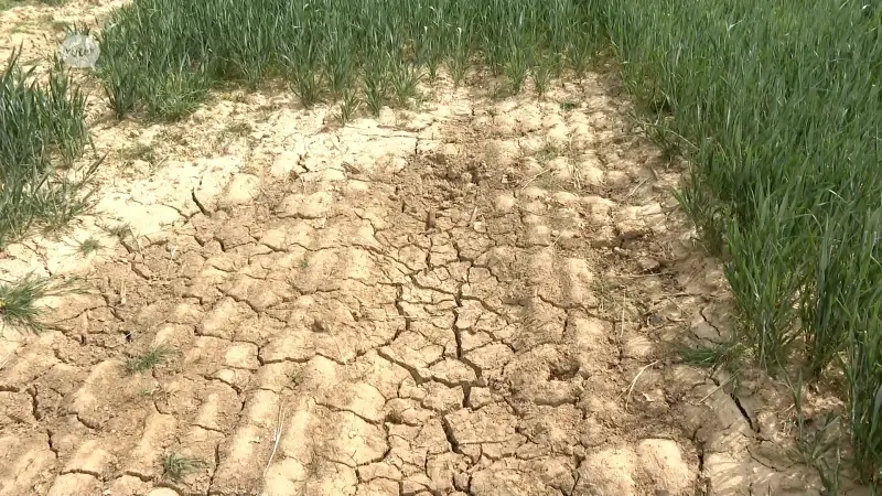 Oost-Brabantse landbouwers vrezen voor lagere graanoogst door droogte: "Al houden onze gronden best veel vocht"