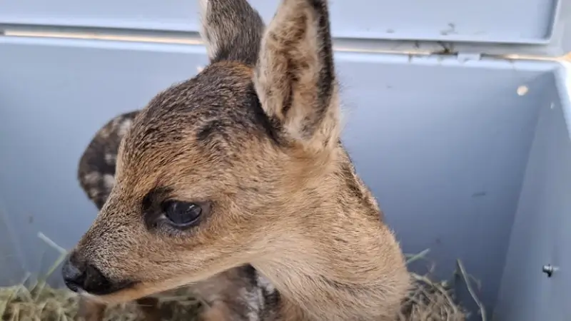 Animal Rescue Service vraagt om reekalfjes niet aan te raken na incident in Tielt-Winge