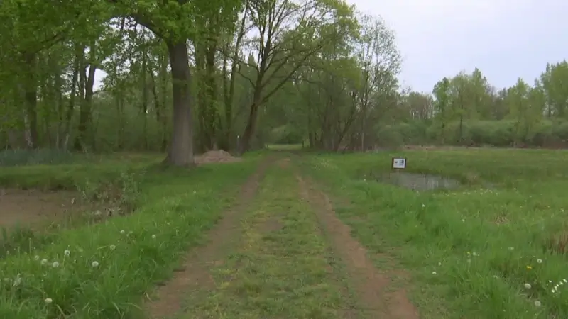 Zeldzame Bijmallota en Sporkehoutzandbij gespot in Vorsdonkbos tijdens Week van de Biodiversiteit