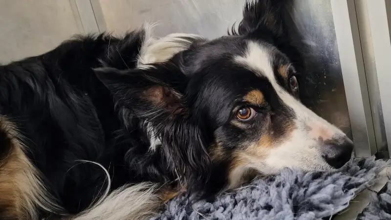 VZW Dierenasiel Tienen roept op om chips van huisdieren te controleren: "Wekelijks dieren binnen waarvan gegevens op chip niet kloppen"