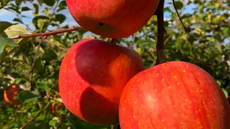 Zestiger uit Kortenaken vlucht in fruitplantage om alcoholcontrole te vermijden