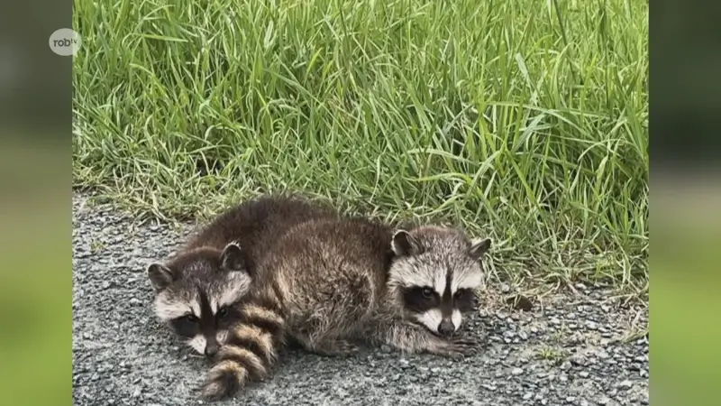 2 schattige wasberen gespot in Diest: "Maar hoort niet thuis in onze natuur"