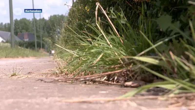 Kortenaken stelt aannemer in gebreke die de hagen moet snoeien