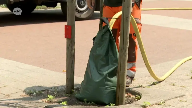 Gemeente Herent hangt waterzakken aan nieuw geplante bomen: "Efficiënte bewatering"