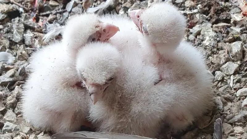 Dit jaar al 11 broedgevallen van slechtvalken in Oost-Brabant