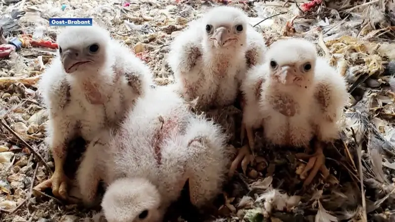 Het gaat goed met de slechtvalken in Oost-Brabant: dit jaar 33 jongen geboren