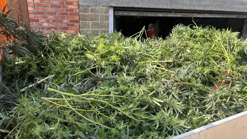 Politie Demerdal ontdekt cannabisplantage in pitazaak, pal in het centrum van Zichem