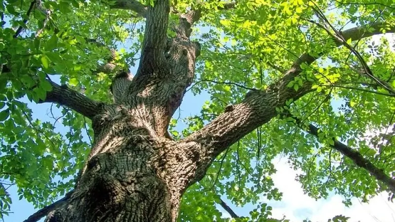 Rotselaar wil waardevolle bomen gaan inventariseren en beschermen via het nieuwe project 'Houtig Erfgoed Leeft'