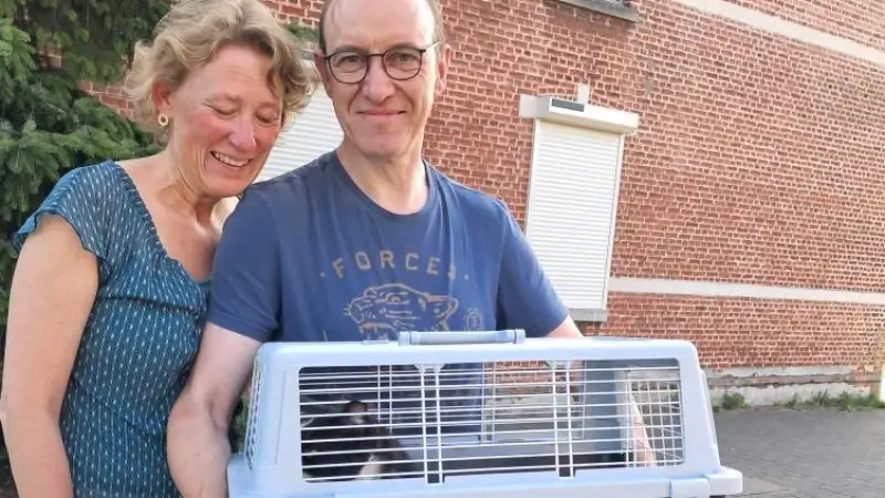 Poes Lopje duikt na 7 jaar op in Rotselaar en wordt dankzij chip herenigd met baasjes uit Boutersem