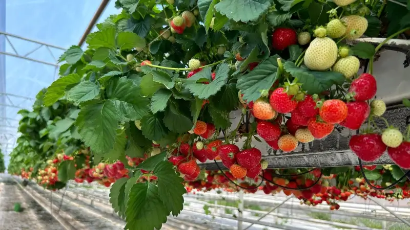 Fruittelers uit de regio maken zich zorgen over oogst door aanhoudende hitte: "Aardbeien rijpen sneller en worden daardoor kleiner"