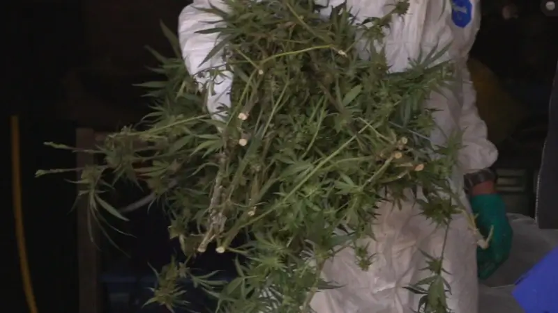 Man van 47 uit Landen aangehouden op verdenking van cannabisteelt, 1700 planten en meer dan 12 kilogram drugs vernietigd