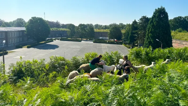 Schapen en geiten onderhouden citadelsite in Diest: "Willen zo de biodiversiteit bevorderen"