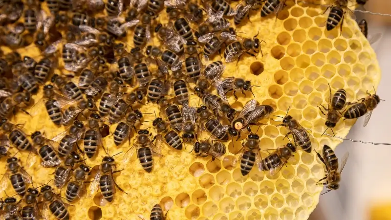 Populatie honingbijen in onze regio voorbije winter met bijna 6 procent afgenomen