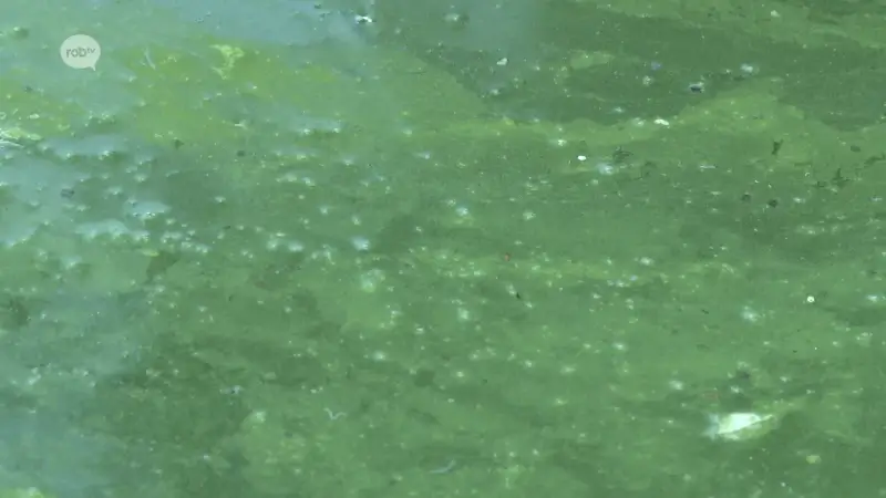 Blauwalgen opgedoken in vijvers van provinciedomein Kessel-Lo: "Met bootje varen blijft mogelijk, maar vermijd contact met het water"