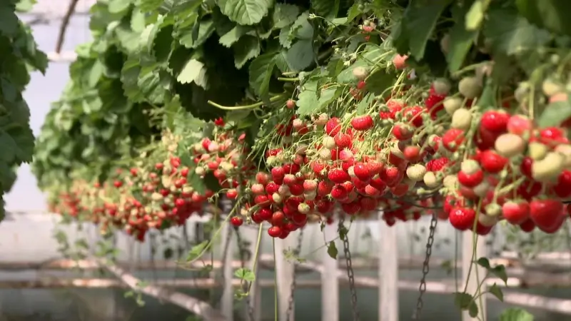 Voedselbank "Houden van Mensen" in Zichem deelt aardbeien en kersen uit met opbrengst paasactie Rotary Hageland