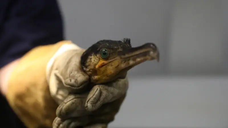 Aalscholver met vishaak en hagelbolletjes in het lijf uit boom gered in park van Tervuren