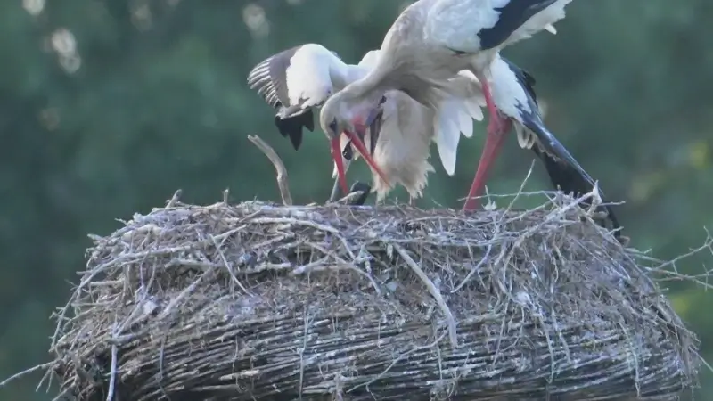 Zwerfvuil zorgt bijna voor drama bij ooievaars in Diest: vogel braakt metalen drankblikje uit voor jongen