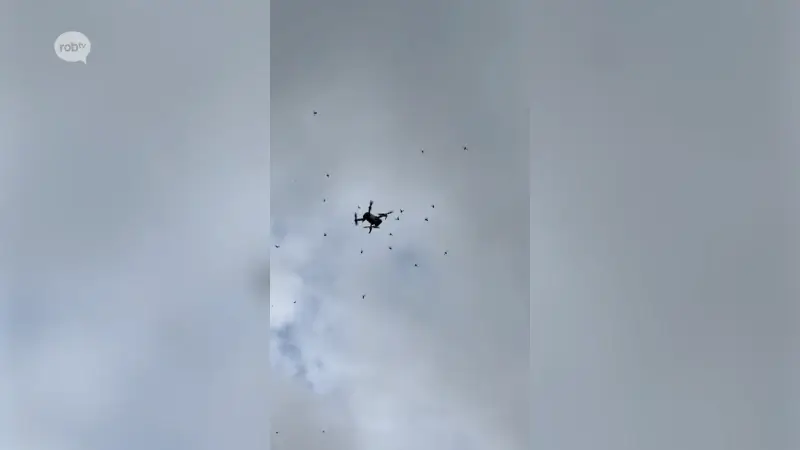 Drone aangevallen door zwerm Aziatische hoornaars in Bekkevoort