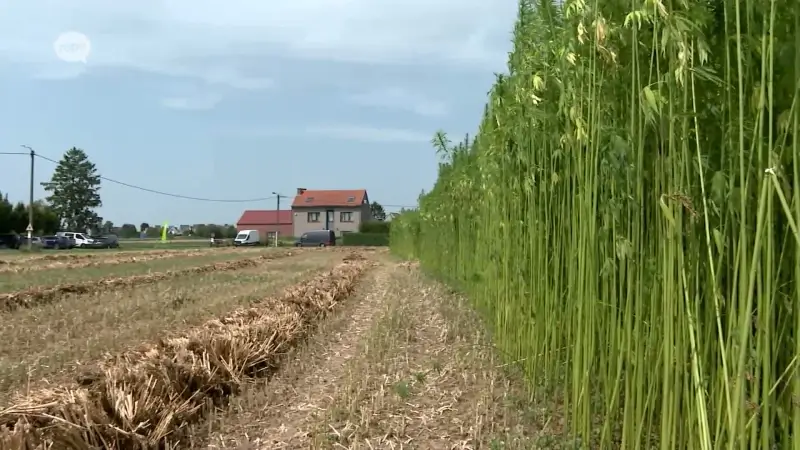 Hennepteelt wordt almaar populairder in onze regio: "Economische en ecologische voordelen"