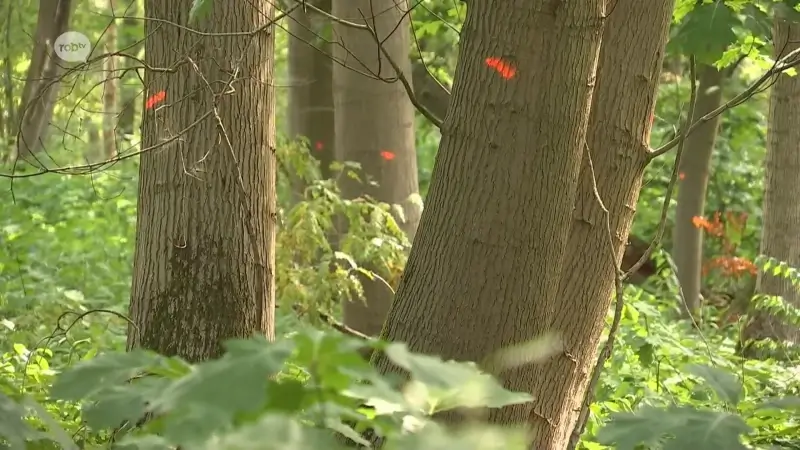 Natuurpunt Haacht gaat 750 Amerikaanse eiken kappen: "Waar de Amerikaanse eik weggaat, planten wij inlandse bomen."