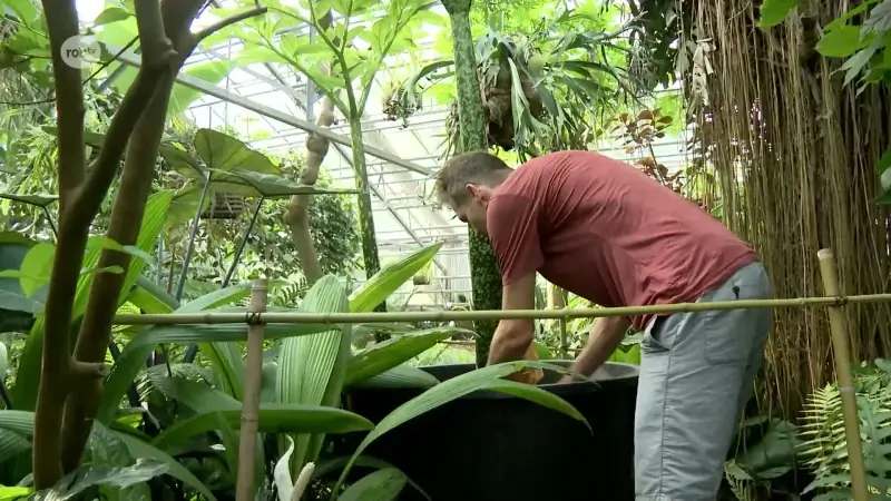 Kruidtuin Leuven haalt grootste én meest stinkende bloem ter wereld in huis