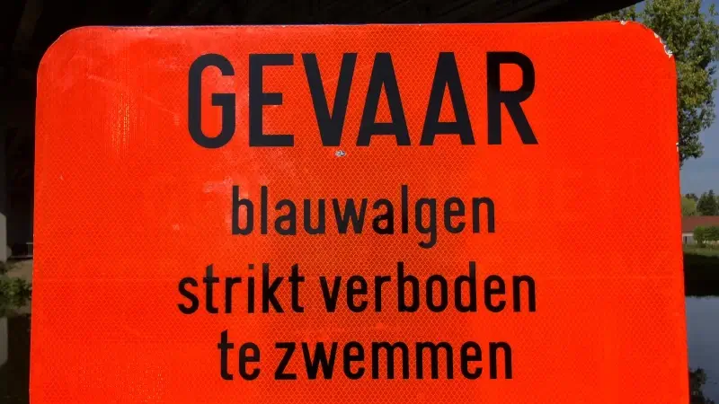 Politie en stad Leuven waarschuwen voor blauwalg in kanaalwater Leuven, Herent en Haacht: "Schadelijk voor de gezondheid"