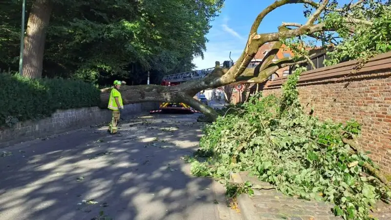Boom uit Diests Warandepark valt om op straat: "Vermoedelijk door langdurige droogte"