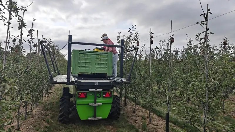 Devos-Wouters in Bekkevoort schakelt 200 seizoensarbeiders in voor fruitpluk: "Betere oogst dan vorig jaar"