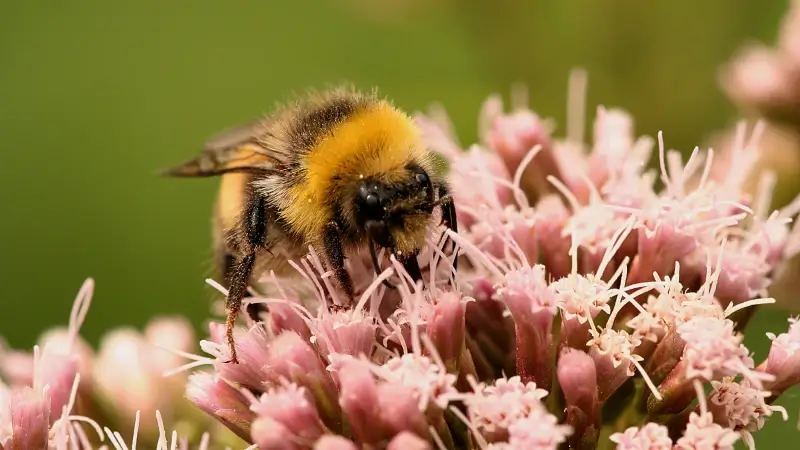 Nu al recordaantal insecten geteld tijdens Insectenzomer van Natuurpunt