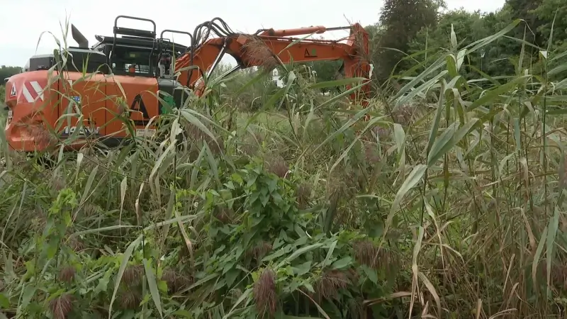 Agentschap Natuur en Bos verwijdert wilde rijst uit vijver van Zoete Waters in Oud-Heverlee: "Gevaar voor biodiversiteit en inheemse planten"