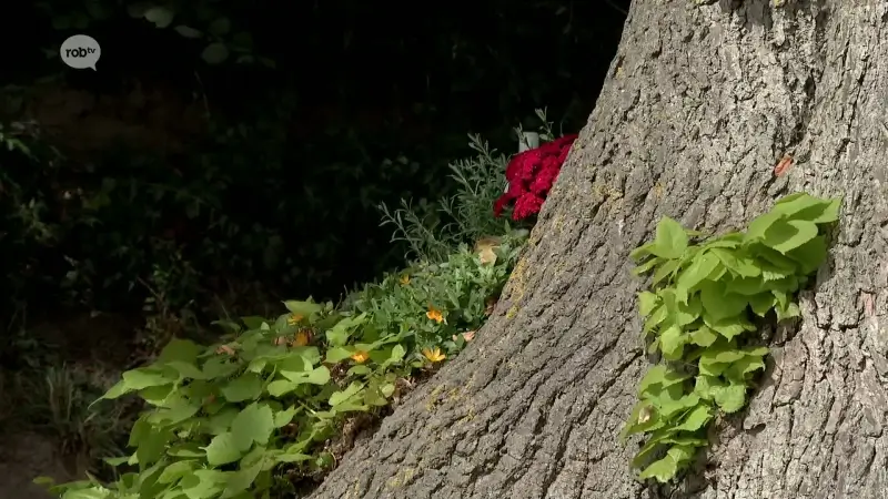 Bekende zomerlinde in Duisburg bij Tervuren heeft last van schimmels en amper nog bladeren: "Omwille van omleidingen is er meer verkeer aan de boom"
