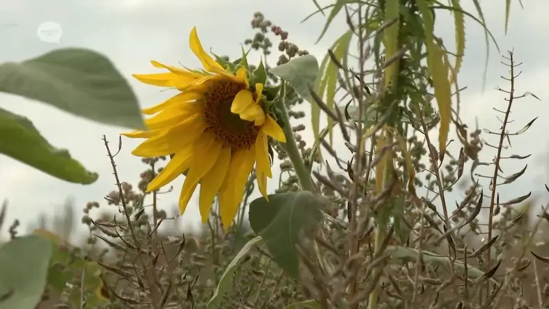 Meer 2000 hectare landbouwgrond in onze provincie bezaaid met faunamengsel: zonnebloemen trekken insecten aan en verhogen biodiversiteit