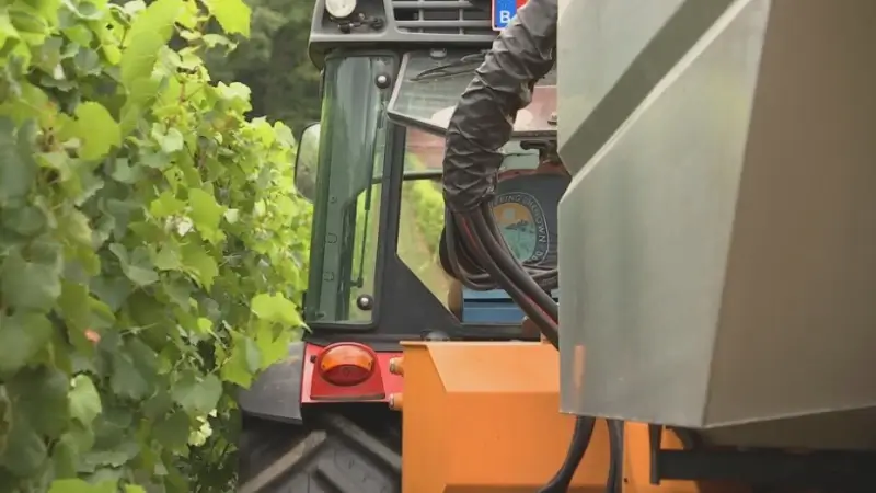 Wijnbouwers in onze regio beginnen met druivenpluk: "Experimenteren hier met druiven uit het Zuiden"
