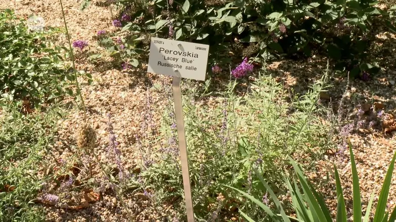Ook de Leuvense kruidtuin moet mee met de tijd: 'Droogtetuin' moet tips geven over hoe je tuin beschermt tegen droogte