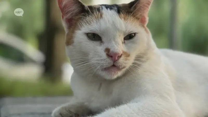 Hoofdafbeelding voor artikel Bekendste kat van Diest vermist:…