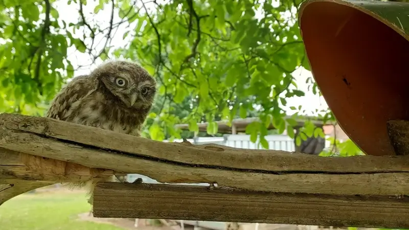 Hoofdafbeelding voor artikel Minder uilen geringd in Landen