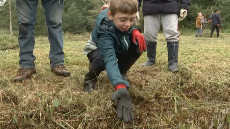 Leerlingen helpen om zeldzame bloemen en dieren te redden in Molenbeekvallei in Herent 