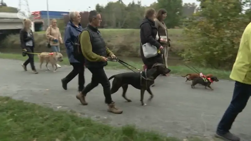 Hoofdafbeelding voor artikel 50 honden en hun baasjes doen…