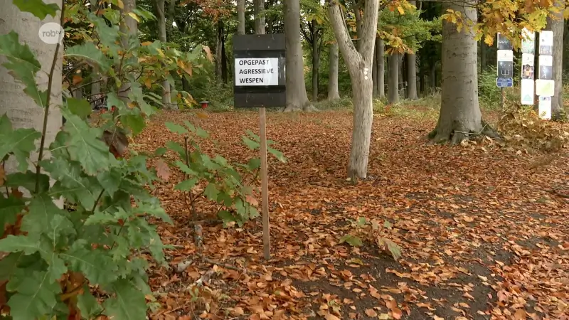Hoofdafbeelding voor artikel Lubbeek waarschuwt voor wespen…