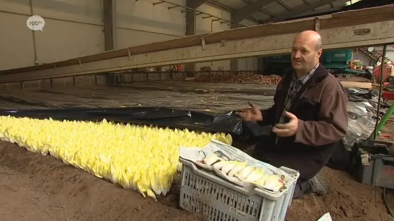 Hoofdafbeelding voor artikel Oogst van grondwitloof gaat…