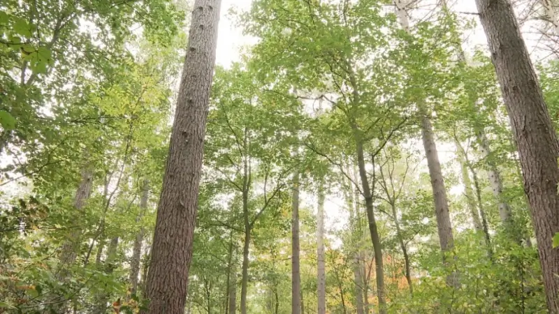 Hoofdafbeelding voor artikel Nationaal Park Brabantse Wouden…