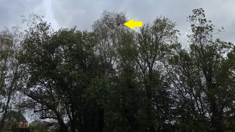 Groot nest op begraafplaats van Wespelaar wordt voor Allerheiligen weggehaald
